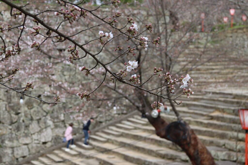 表中門付近の桜=2024年3月31日午前8時52分