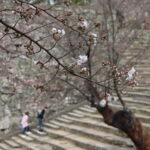 表中門付近の桜=2024年3月31日午前8時52分