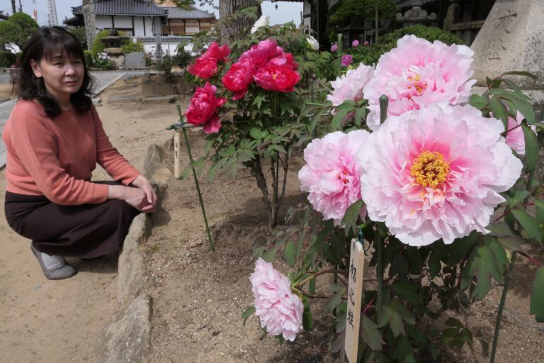 見事に咲き誇る初化粧=岡山県津山市で