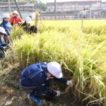 かかしに見守られながら稲刈に挑戦する子どもたち=岡山県津山市で