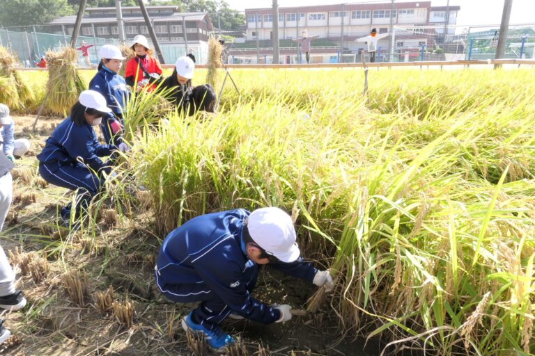 かかしに見守られながら稲刈に挑戦する子どもたち=岡山県津山市で