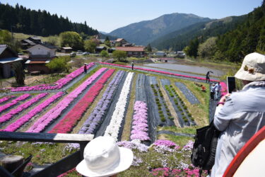 園内を華やかに彩るシバザクラ=岡山県西粟倉村で