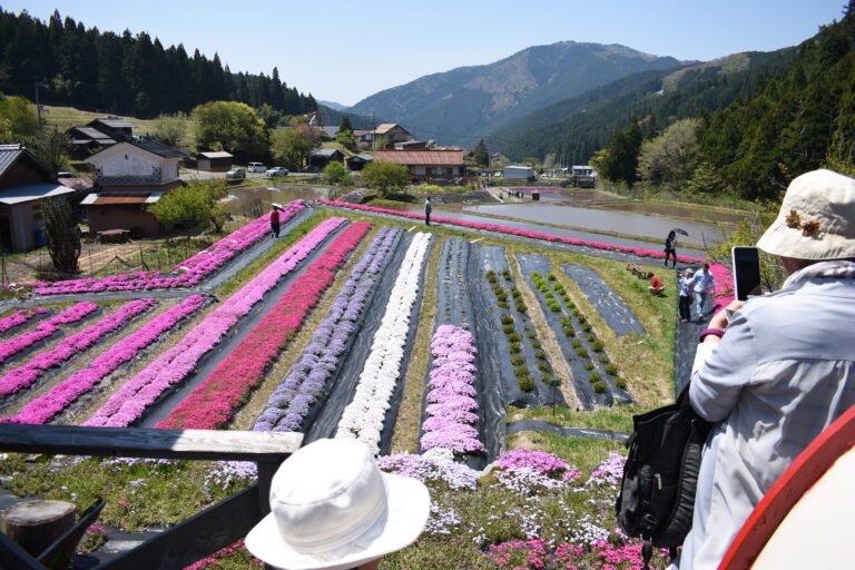 園内を華やかに彩るシバザクラ=岡山県西粟倉村で