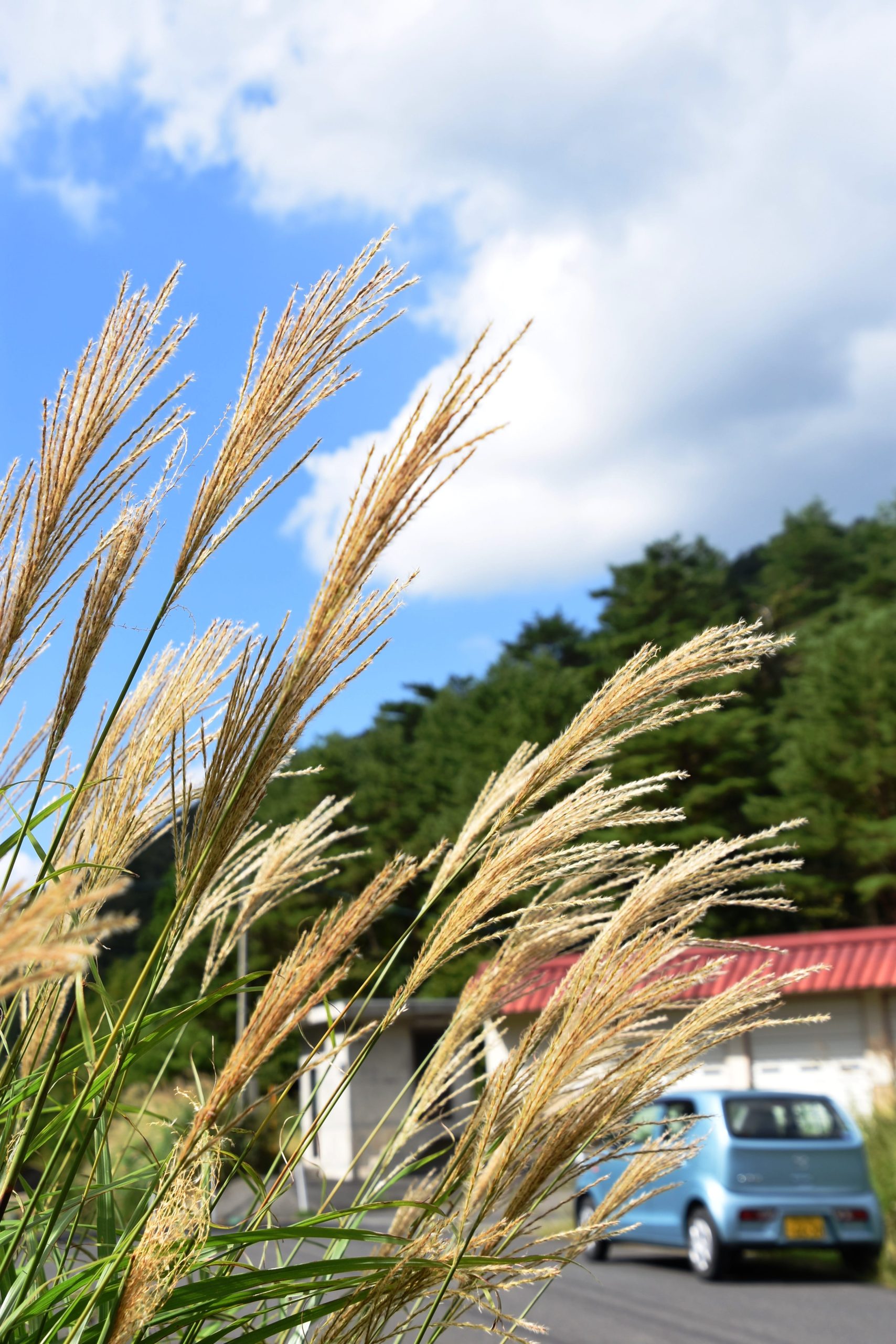 岡山県苫田郡鏡野町上斎原の恩原高原ではススキの穂が一面に広がり、秋の気配を漂わせている
