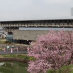 テラスカフェがある津山文化センターと桜=2024年3月31日午前9時17分