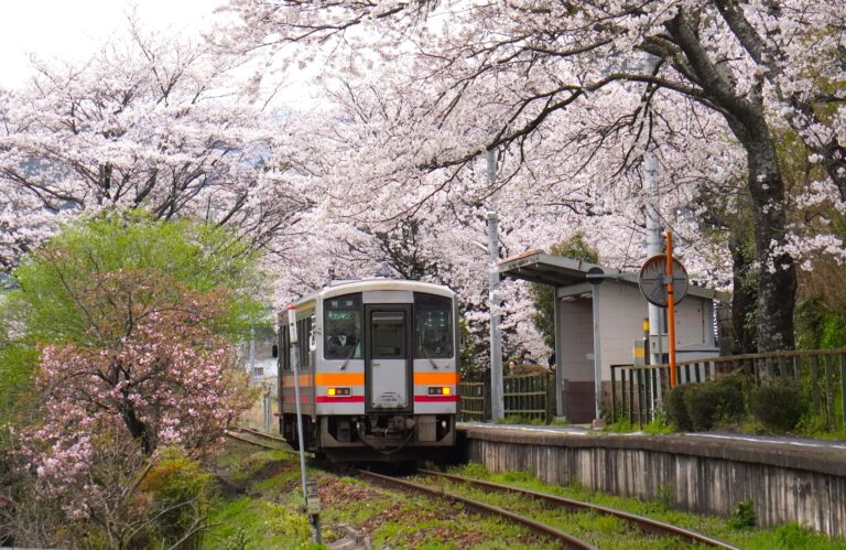 三浦駅の桜のトンネルをくぐる列車=2024年4月6日午後4時58分、岡山県津山市で