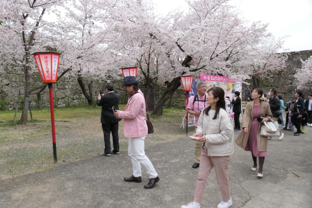 桜が満開の津山城を観光するツアー客