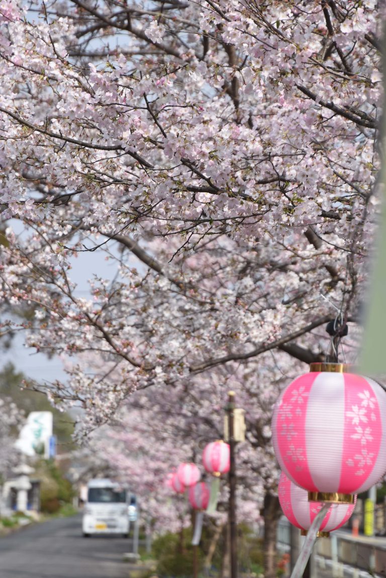 満開を迎えた高野神社の桜並木