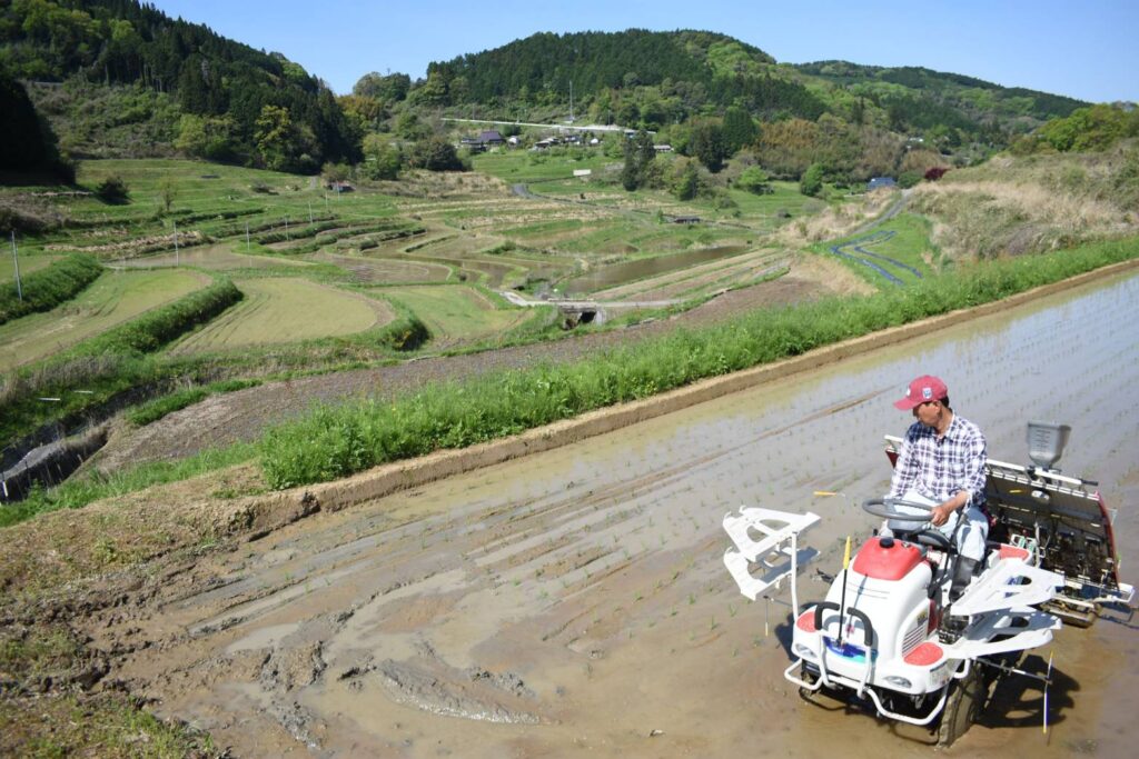 壮大な棚田の風景