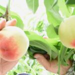 温室桃「はなよめ」を収穫する石川里江さん＝岡山県勝央町で