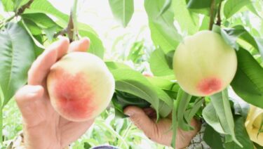 温室桃「はなよめ」を収穫する石川里江さん＝岡山県勝央町で