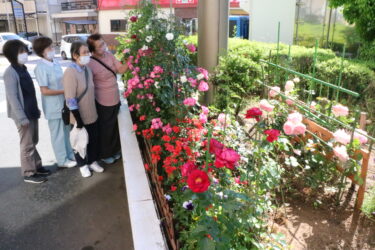 来院者らの目を楽しませている津山中央記念病院のバラ=岡山県津山市で