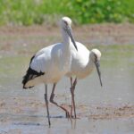 国の特別天然記念物・コウノトリ（影山克己さん撮影）