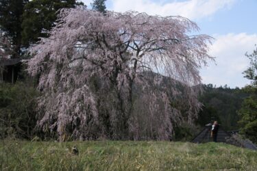 眞福寺の彼岸枝垂れ桜が見頃を迎える／岡山・津山市