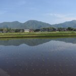 田植えが終わった水田に映り込む蒜山三座=岡山県真庭市で