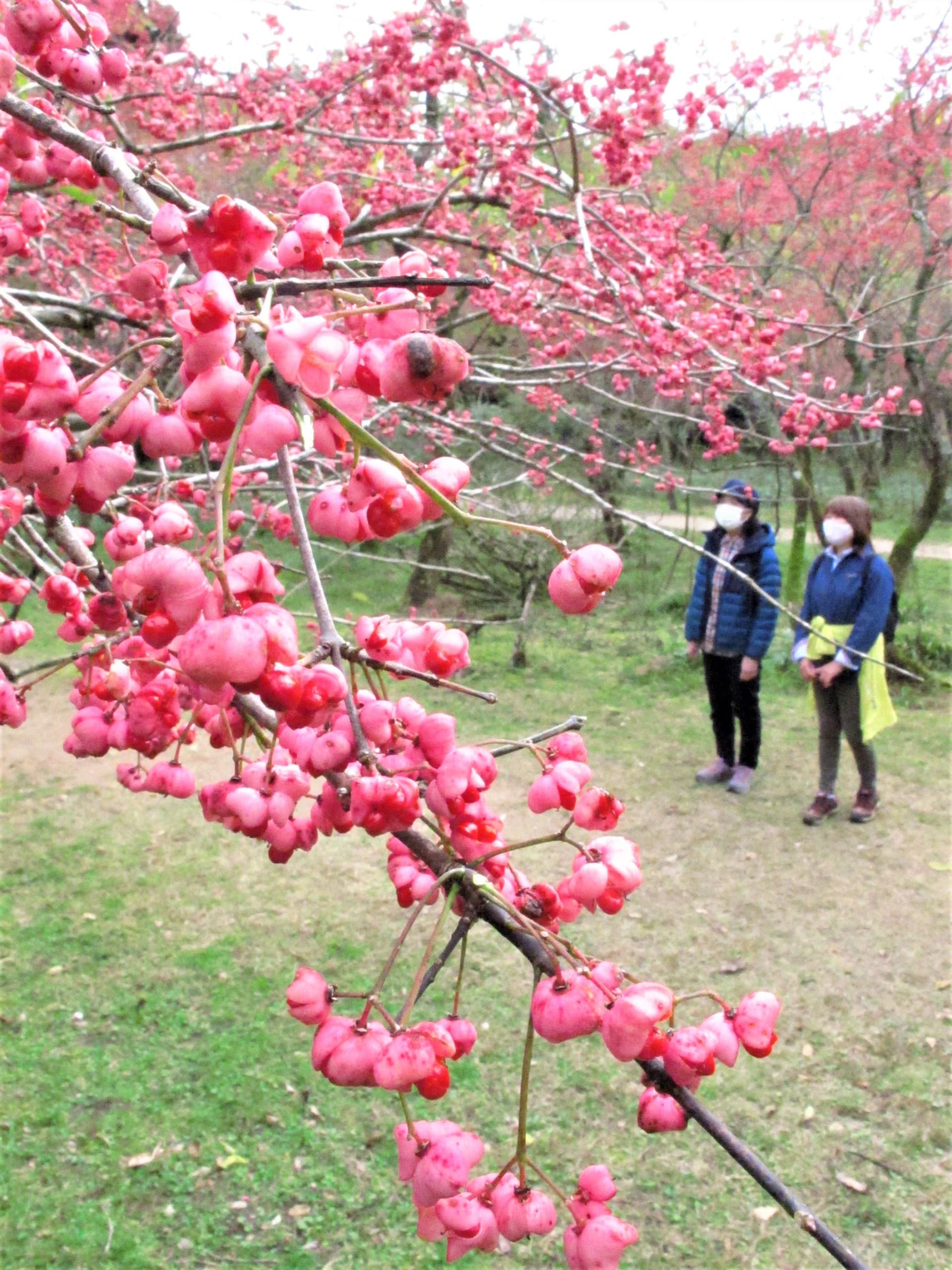 県立森林公園（鏡野町羽出、上斎原）で、マユミが見ごろ