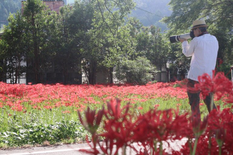 彼岸花の群生にカメラを構える男性=2023年9月23日午前8時6分、岡山県真庭市古見で