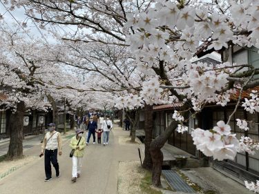 山里の遅い春　桜を愛でながら　通りを散策／岡山・新庄村