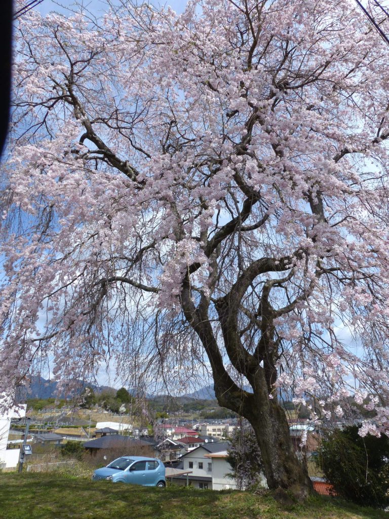 壮麗な咲き姿の志戸部八幡神社の枝垂れ桜