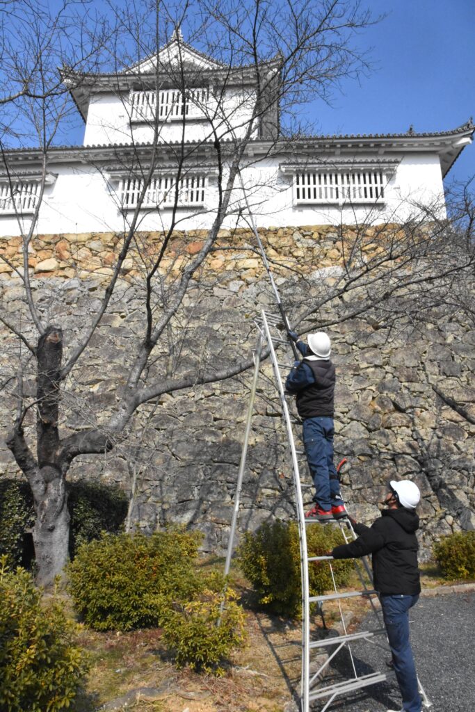 桜の枝をせん定する市観光協会職員=岡山県津山市で