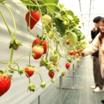 イチゴ狩りを楽しむ来園者=岡山県鏡野町で