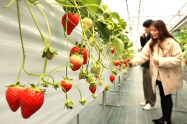 イチゴ狩りを楽しむ来園者=岡山県鏡野町で