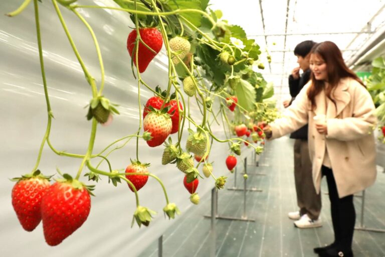 イチゴ狩りを楽しむ来園者=岡山県鏡野町で