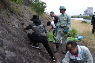 護岸の雑草を刈り取る参加者＝岡山県津山市、吉井川河川敷で