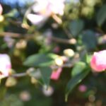 花を咲かせ始めたサザンカ=岡山県津山市、衆楽園で