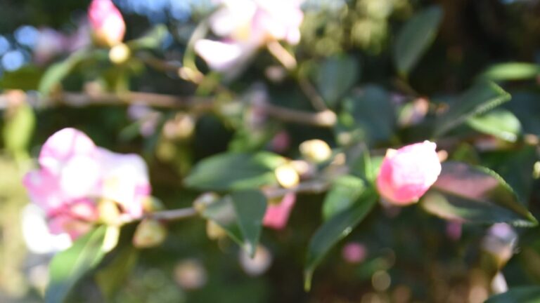 花を咲かせ始めたサザンカ=岡山県津山市、衆楽園で