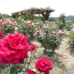 園内を華やかにする色とりどりのバラ