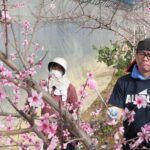 「はなよめ」の花に授粉を行う石川さん親子=岡山県勝央町で