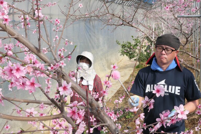 「はなよめ」の花に授粉を行う石川さん親子=岡山県勝央町で