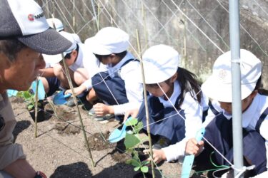 キュウリの苗を植える児童=岡山県久米南町で