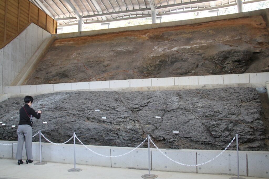 約1600万年前の地層の展示