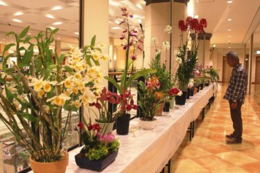 第37回「春の洋ラン展」／岡山・津山市