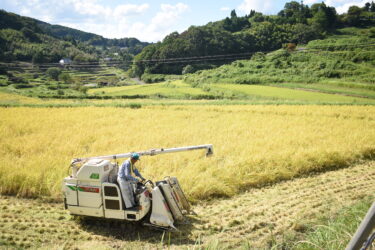 大垪和西の棚田で最盛期を迎えた稲刈り=岡山県美咲町で