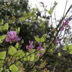 白賀渓谷に自生するダイセンミツバツツジ（28日撮影）