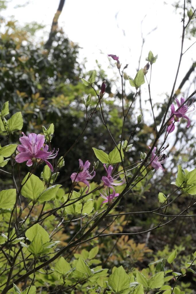 白賀渓谷に自生するダイセンミツバツツジ（28日撮影）