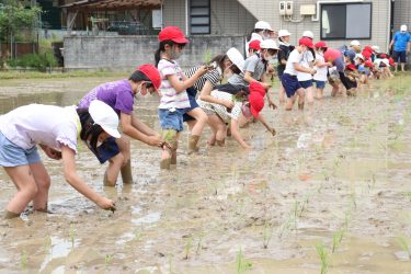 河辺小学校児童　田植え体験