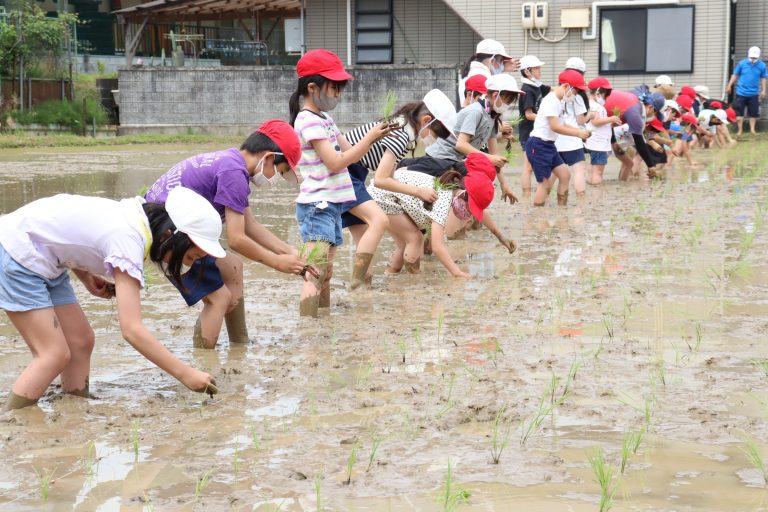 田植えに励む河辺小の２、５年生