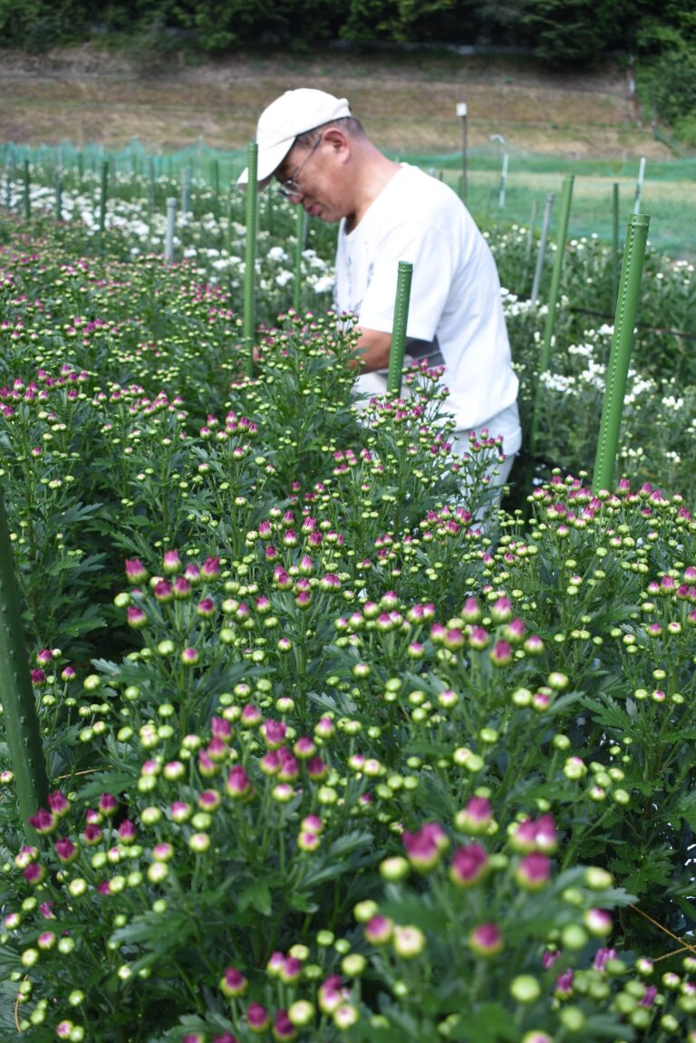 彼岸用の小菊を収穫する中山さん=岡山県真庭市で