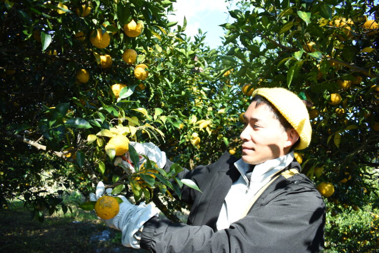 最盛期を迎えているユズの収穫=岡山県久米南町で