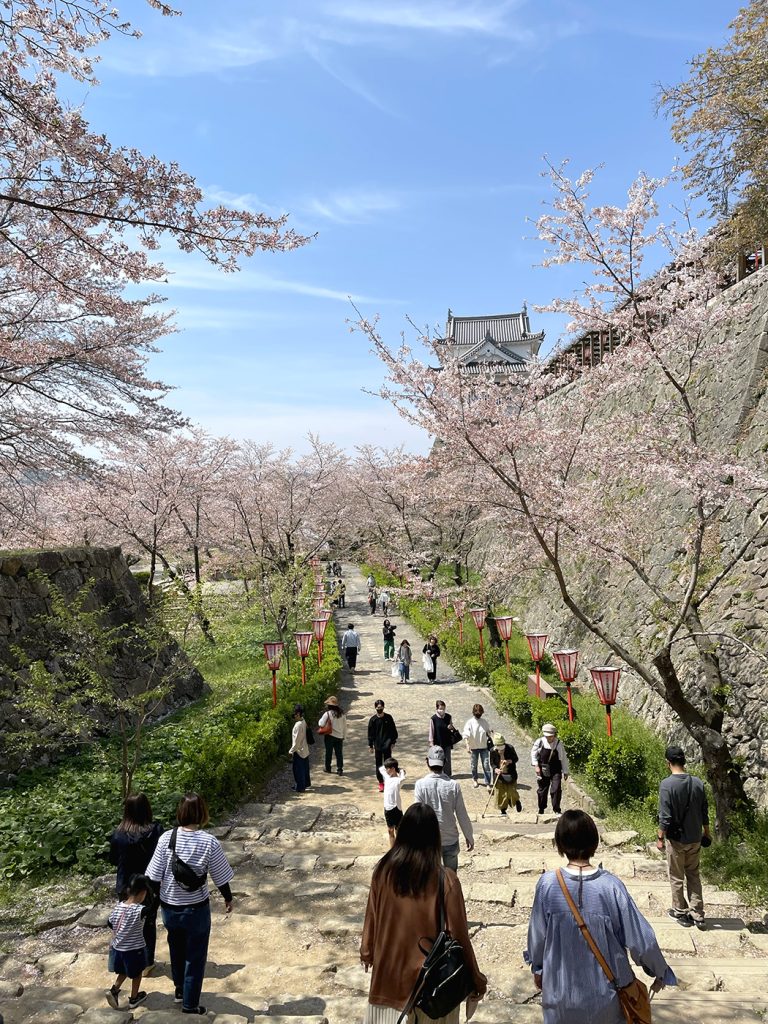 桜も散り始めているがまだまだ通行人で賑わう桜並木と備中櫓=2023年4月4日午前11時41分
