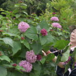 ボタンクサギの花を摘む末田さん=岡山県津山市で