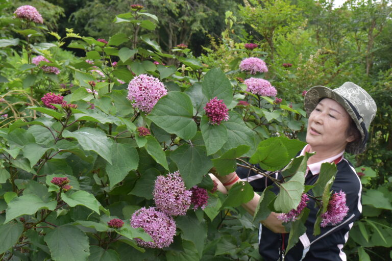 ボタンクサギの花を摘む末田さん=岡山県津山市で