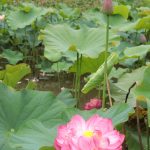 咲き始めたやすらぎの里のハスの花＝２日