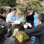 盆栽の植え替えを体験する参加者=岡山県津山市で