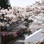 三分咲きになった鶴山公園の桜