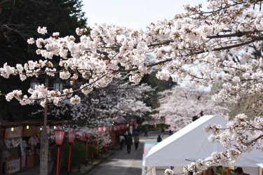 津山城(鶴山公園)　サクラ三分咲き